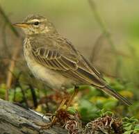 Pipit à longues pattes