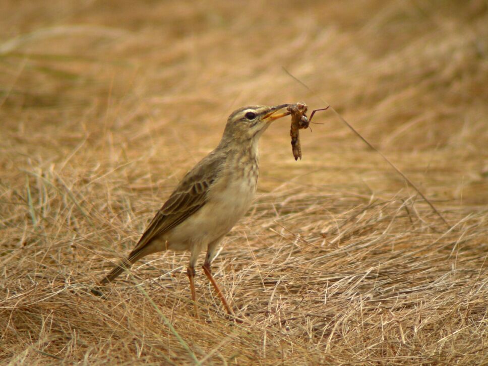 Pipit à longues pattesadulte