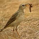 Pipit à longues pattes