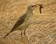 Pipit à longues pattes