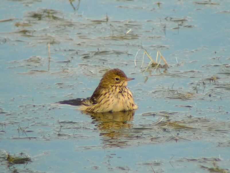 Pipit farlouse, Comportement