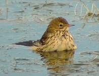 Pipit farlouse