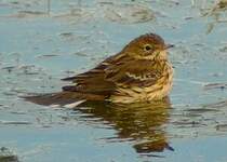 Pipit farlouse