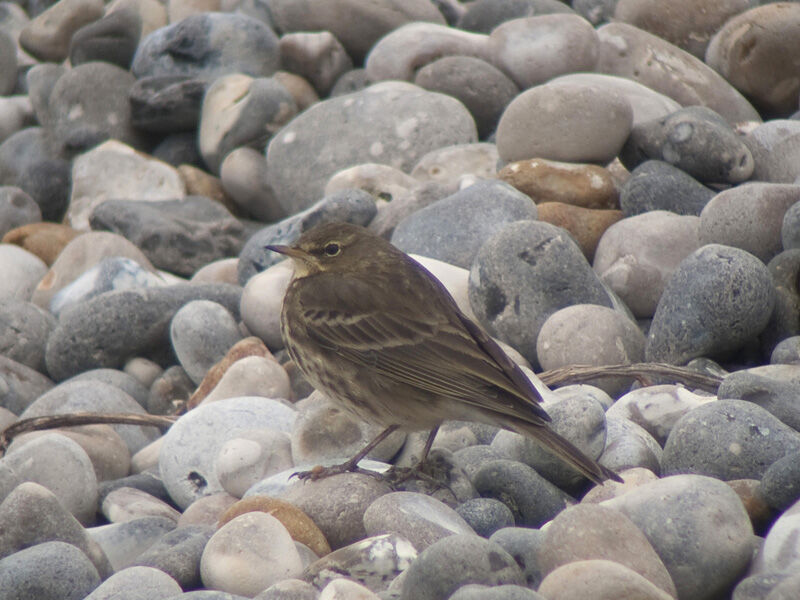 Eurasian Rock Pipit