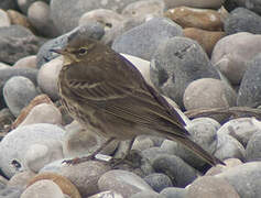 European Rock Pipit