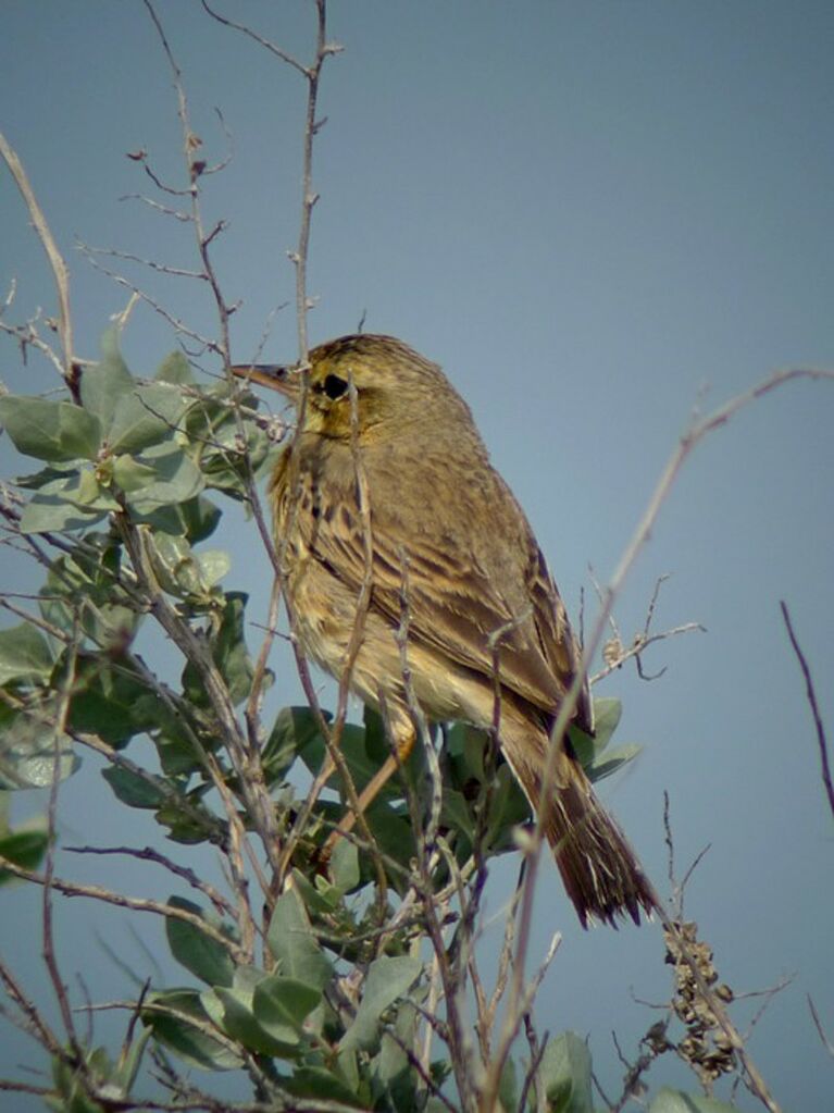 Pipit rousselineadulte nuptial, identification, Comportement