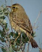 Tawny Pipit