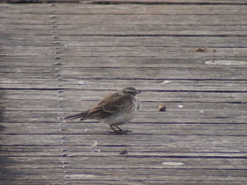 Pipit spioncelleadulte internuptial