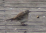 Pipit spioncelle