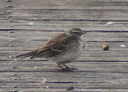 Water Pipit