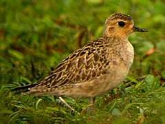 Pacific Golden Plover