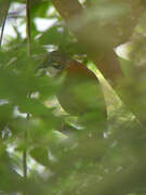 Black-necklaced Scimitar Babbler