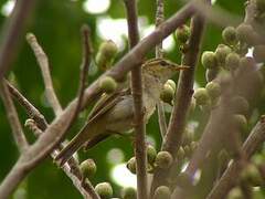 Arctic Warbler