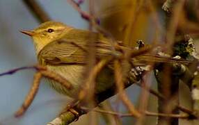 Willow Warbler