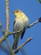 Willow Warbler