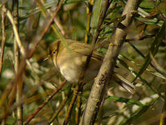 Common Chiffchaff