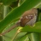 Prinia rayée