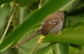 Banded Prinia