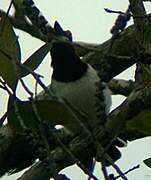 Brown-throated Wattle-eye