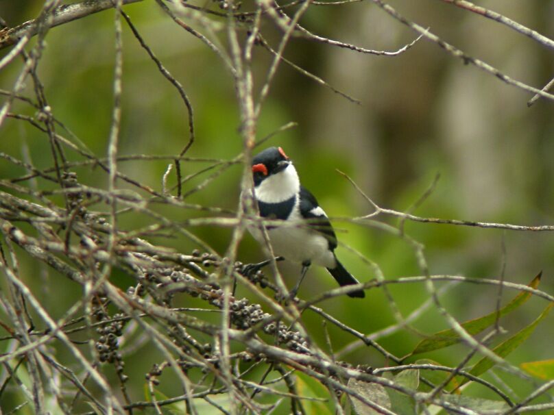 Brown-throated Wattle-eye male adult breeding