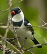 Brown-throated Wattle-eye