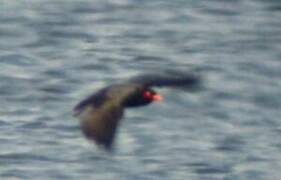 African River Martin