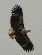 African Fish Eagle