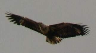 African Fish Eagle