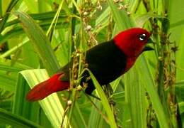 Black-bellied Seedcracker