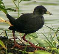 Black Crake