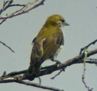 Grey Penduline Tit