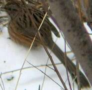 Beijing Babbler