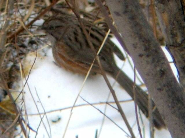 Beijing Babbler