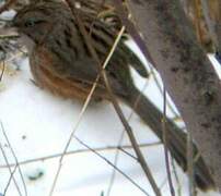 Beijing Babbler