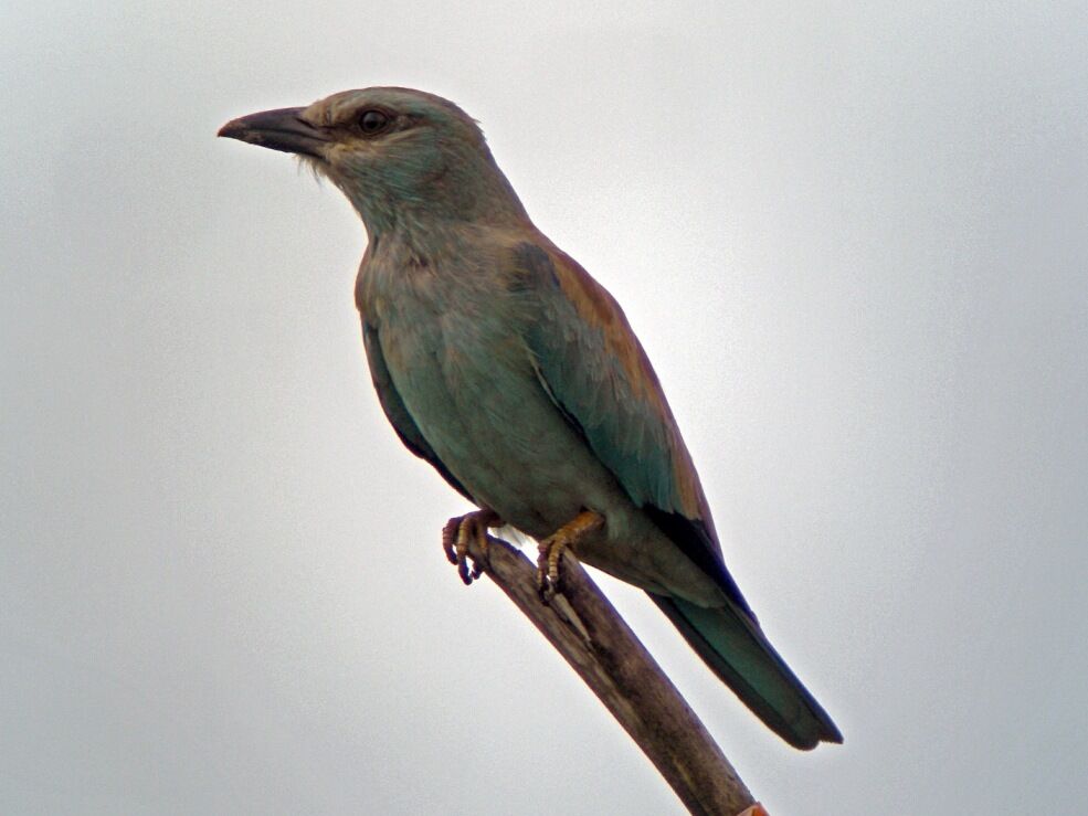 European Rolleradult post breeding