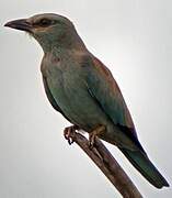 European Roller