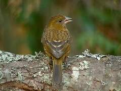 Vinaceous Rosefinch