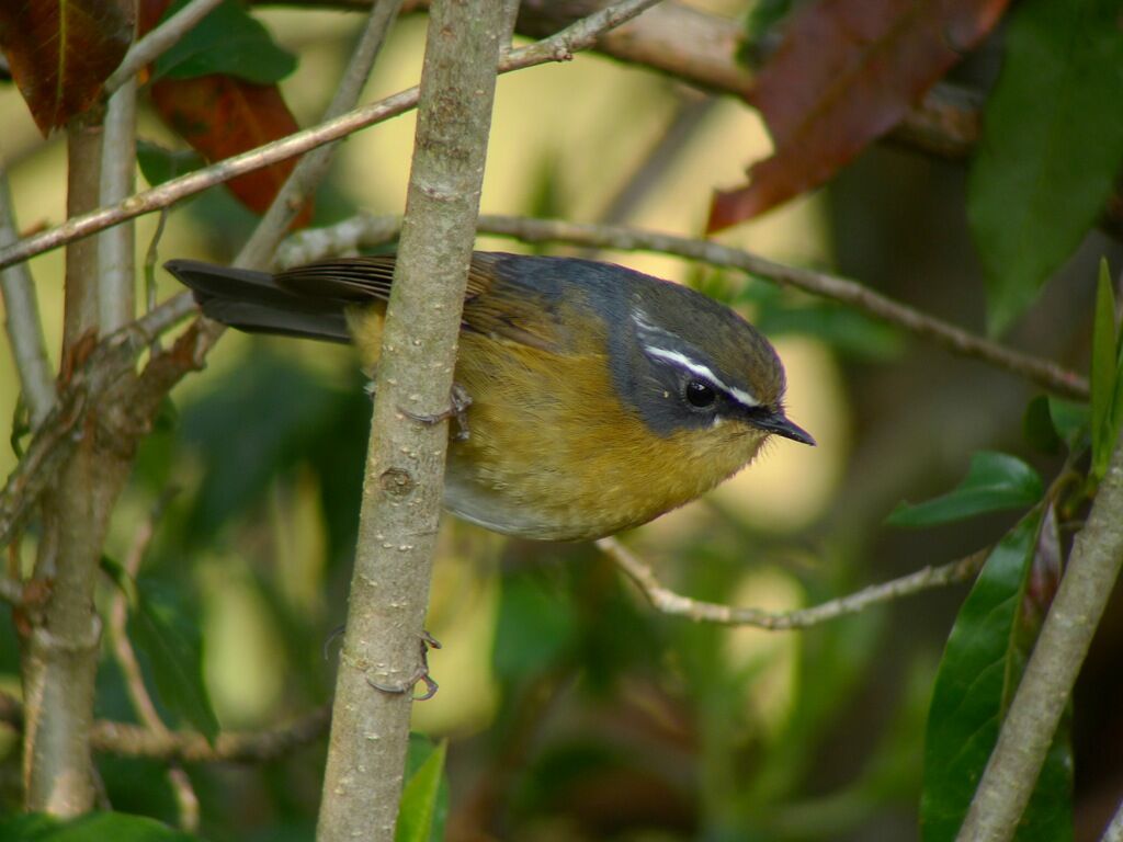 White-browed Bush Robin male adult