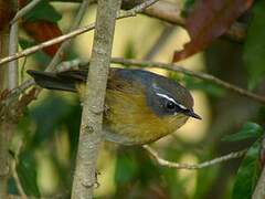 White-browed Bush Robin