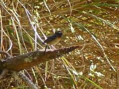 Collared Bush Robin