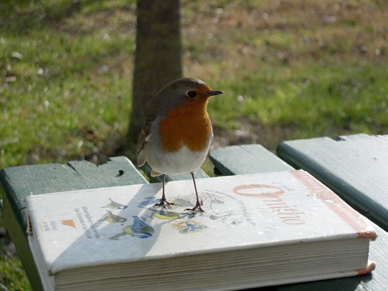 European Robinadult