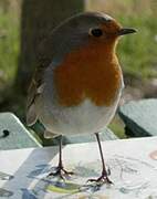 European Robin