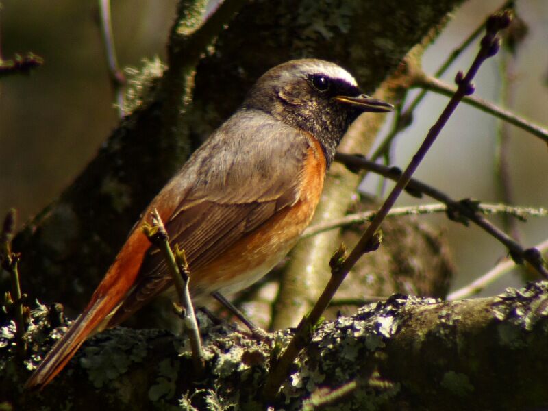 Common Redstart male adult breeding, identification, song