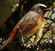 Common Redstart