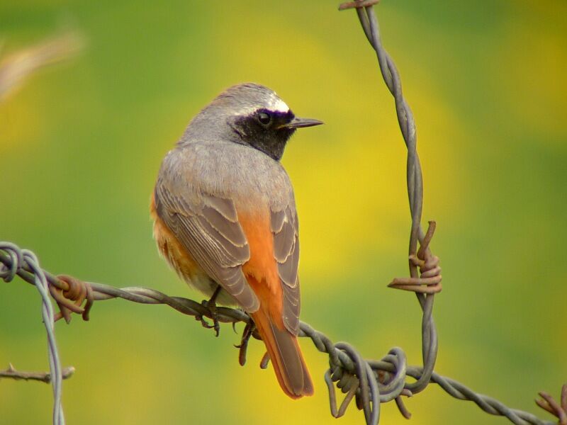 Common Redstart male adult breeding, identification