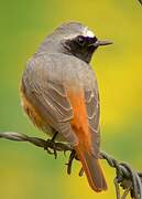 Common Redstart