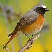 Common Redstart