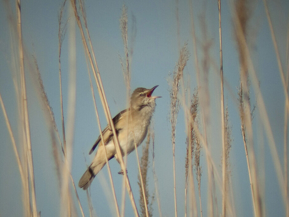 Great Reed Warbler male adult breeding