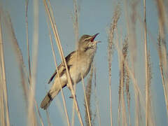 Great Reed Warbler