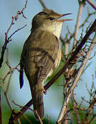 Marsh Warbler